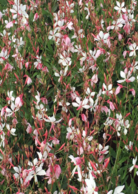 Gaura lindheimeri 'Whirling Butterflies'